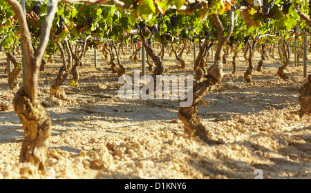 Reihen von Reben im Weinberg. Lanciego. Rioja Alavesa Wein Route. Alava. Baskisches Land. Spanien Stockfoto