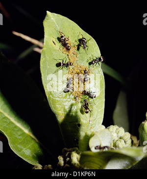 Schwarz HONIG AMEISEN/WINTER AMEISEN (PRENOLEPSIS IMPARIS) Erwachsene neigen Blattläuse Kühe auf gemeinsame Seidenpflanze (Asclepias syriaca) Stockfoto