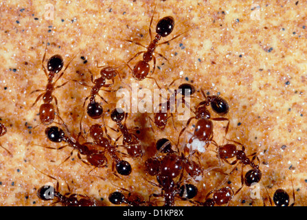 Feuerameisen (SOLENOPSIS INVICTA) Erwachsene mit Eiern; stechen und BEISSEN VERURSACHT EIN BRENNEN Stockfoto