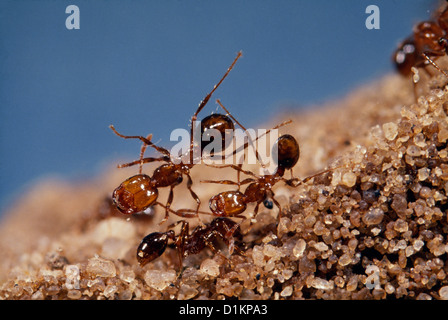 FEUERAMEISEN (SOLENOPSIS INVICTA) ERWACHSENE AUF SANDMOUND / STING UND BISS VERURSACHT EIN BRENNENDES GEFÜHL Stockfoto