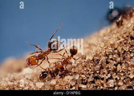 FEUERAMEISEN (SOLENOPSIS INVICTA) ERWACHSENE AUF SANDMOUND / STING UND BISS VERURSACHT EIN BRENNENDES GEFÜHL Stockfoto