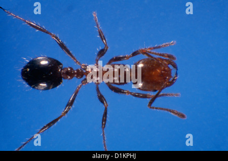 FEUERAMEISEN (SOLENOPSIS INVICTA) ERWACHSENE HAUTNAH / STECHEN UND BEIßEN, VERURSACHT EIN BRENNENDES GEFÜHL Stockfoto