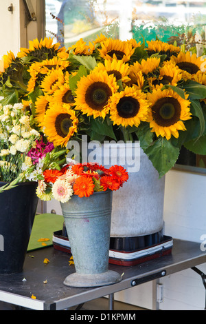 Verkauf von Sonnenblumen in Hamburg Altona, Deutschland Stockfoto