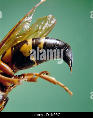 ZIKADE-KILLER WESPE ODER DIGGER WASP (SPHECIUS SPECIOSUS) WEIBLICHE STINGER Stockfoto