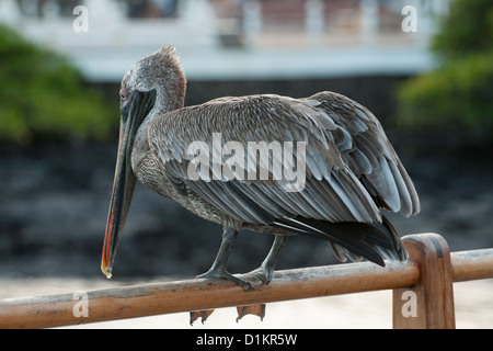 Braune Pelikan in Ayora port Stockfoto