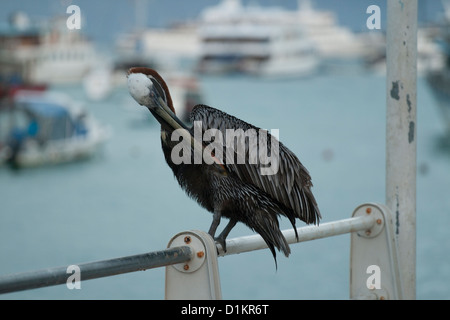 Braune Pelikan in Ayora port Stockfoto