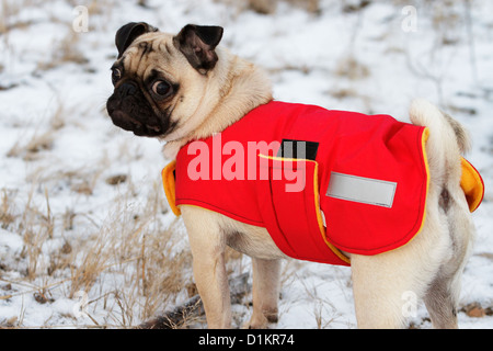 Ein Hund, der einen Mantel trägt, um vor Kälte und Schnee zu schützen. Stockfoto