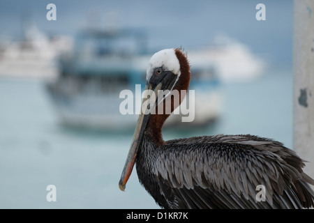 Braune Pelikan in Ayora port Stockfoto