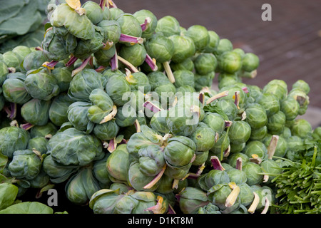 Rosenkohl auf einem Stiel zum Verkauf auf dem Bauernmarkt in Monterey. Stockfoto