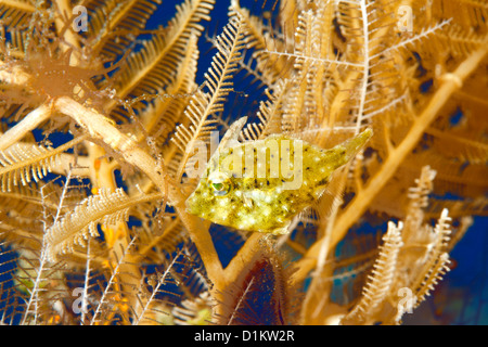 Verfilzte Filefish oder verfilzt Lederjacke, auch als Borste bekannt-tailed Filefish, Acreichthys tomentosus. Stockfoto