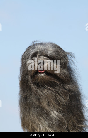 Hund Löwchen "petit Chien Lion" kleine Löwen-Portrait Stockfoto