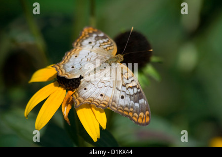 Weiße Tagpfauenauge (Anartia Jatrophae) Stockfoto