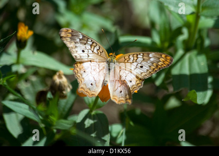 Weiße Tagpfauenauge (Anartia Jatrophae) Stockfoto