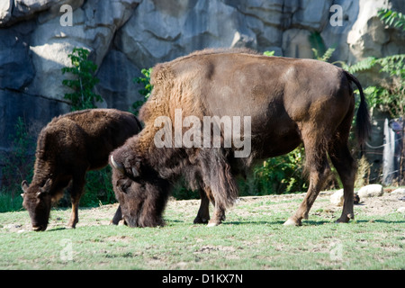 Amerikanische Bisons im Brookfield Zoo Stockfoto