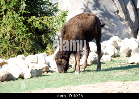 Amerikanische Bisons im Brookfield Zoo Stockfoto