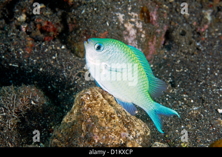 Ein männlicher Blau-grün Chromis, oder Blau-grün Mönchsfisch, Chromis viridis, bewacht die Eier auf einem Felsen gelegt. Stockfoto