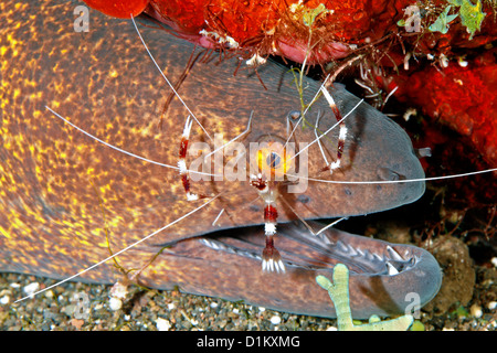 Yellowmargin Moray, Aal, Gymnothorax flavimarginatus, mit einem Gebändert Korallen Garnele, oder Gebändert Putzergarnelen Stenopus hispidus. Stockfoto