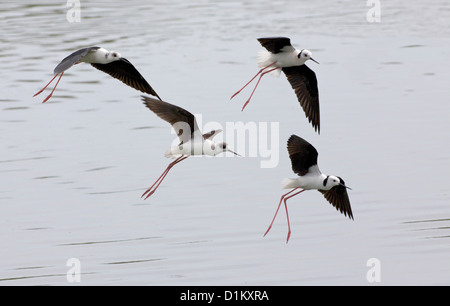 Die Stelzenläufer, gemeinsame Stelzenläufer oder Pied Stelzenläufer (Himantopus Himantopus), ist eine weit verbreitete, sehr langbeinige Wader in Stockfoto