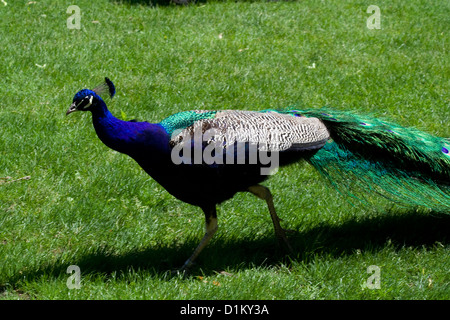 Indische blaue Pfau. Peacock.Peafowl. Stockfoto