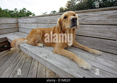 Juli 2008: Ein junger verspielter Golden Retriever sitzt auf einer Bank im Corolla North Carolina. FOTO VON RICH KANE Stockfoto