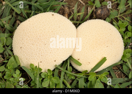 Gemeinsamen Puffball Lycoperdon Perlatum, Vescia Minore, Insugherata Park, Rom, Latium, Italien Stockfoto
