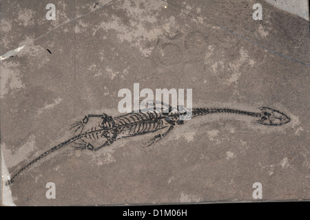 Trias fossile Reptil Keichousaurus Hui, China Stockfoto
