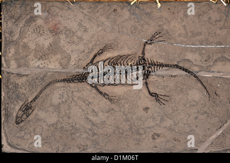 Trias fossile Reptil Keichousaurus Hui, China Stockfoto