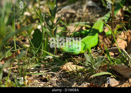 Western-grüne Eidechse, Lacerta Bilineata, Lacertidae, Abruzzen-Nationalpark, Val Fondillo, Italien Stockfoto