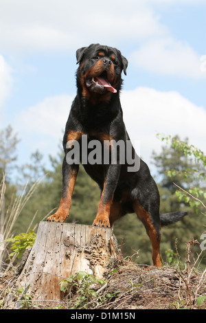 Hund Rottweiler Erwachsenen stehen auf einem Baumstumpf Stockfoto