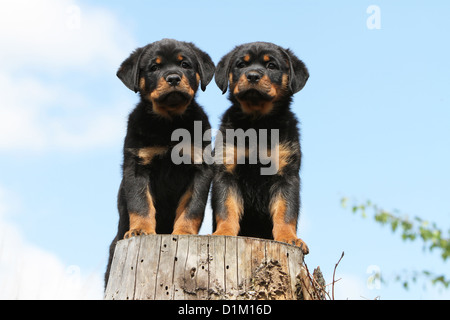 Hund zwei Rottweiler stehend auf Holz Stockfoto