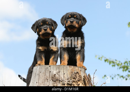 Hund zwei Rottweiler stehend auf Holz Stockfoto