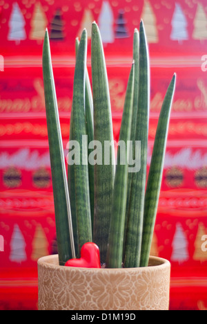 Sansevieria Cylindrica mit Herzen auf Weihnachten Hintergrund Stockfoto