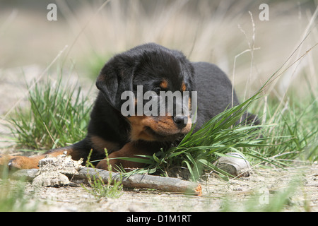 Hund Rottweiler Welpe auf dem Rasen liegend Stockfoto