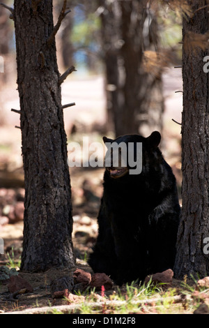 Schwarzer Bär, Bearizona Wildlife Park, Williams, Arizona, USA Stockfoto