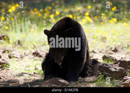 Schwarzer Bär, Bearizona Wildlife Park, Williams, Arizona, USA Stockfoto