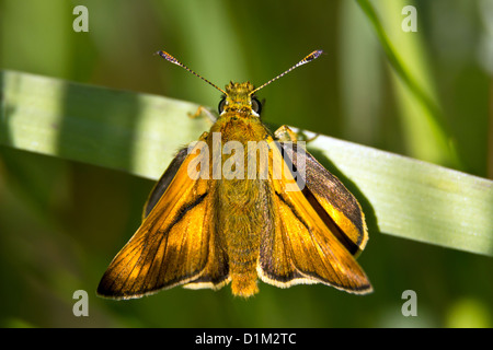 Thymelicus kleine - Tag Schmetterling auf dem grünen Rasen. Stockfoto