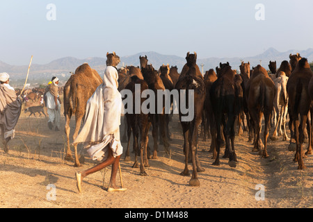 Kamel Händler tragen Stöcke Herde Kamele durch die Thar-Wüste bei der jährlichen Camel fair in Pushkar Indien Asien Stockfoto
