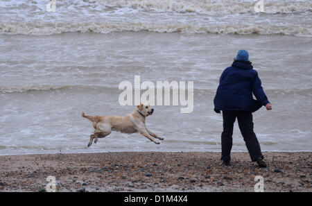 Worthing Sussex UK 28. Dezember 2012 - diese Golden Retriever Hunde nichts dagegen das anhaltende schlechte Wetter wie sie Spaß im Meer am Strand in der Nähe von Worthing heute Foto von Simon Dack/Alamy Live News Stockfoto