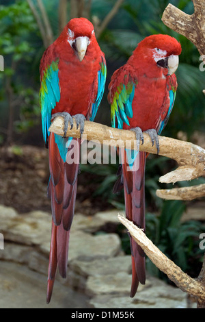 Grün-winged Ara oder rot-grüne Aras (Ara Chloroptera). Brookfield Zoo. Stockfoto