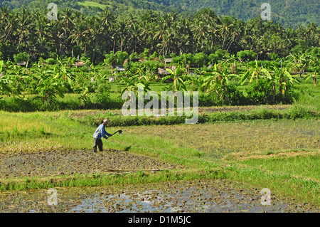 Indonesien, Bali, Padang Bai, typische Reis Feld Landschaft mit Mt Gunung Agung auf Rückseite Stockfoto