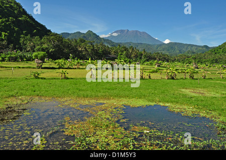 Indonesien, Bali, Padang Bai, typische Reis Feld Landschaft mit Mt Gunung Agung auf Rückseite Stockfoto