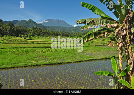 Indonesien, Bali, Padang Bai, typische Reis Feld Landschaft mit Mt Gunung Agung auf Rückseite Stockfoto