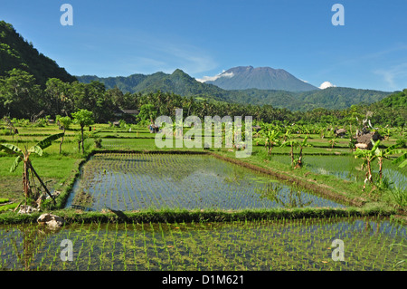 Indonesien, Bali, Padang Bai, typische Reis Feld Landschaft mit Mt Gunung Agung auf Rückseite Stockfoto