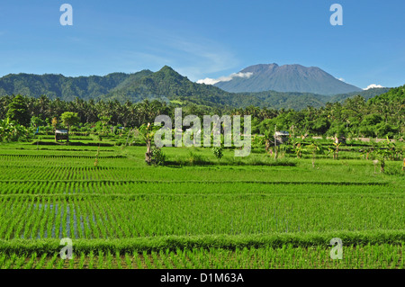 Indonesien, Bali, Padang Bai, typische Reis Feld Landschaft mit Mt Gunung Agung auf Rückseite Stockfoto