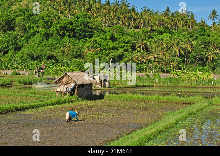 Indonesien, Bali, Padang Bai, typische Reis Feld Landschaft mit Mt Gunung Agung auf Rückseite Stockfoto