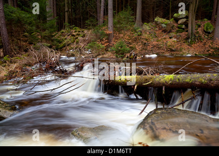 schnelle Bergfluss im Wald, Harz Stockfoto