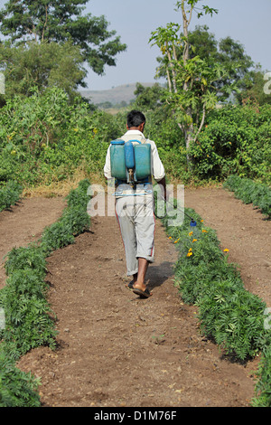 Landwirt Spritzen Dünger und Pestizide in einer Farm von Ringelblumen Stockfoto