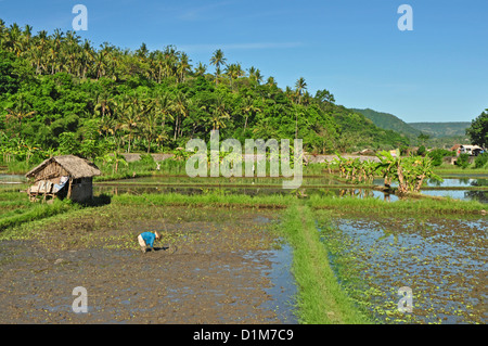 Indonesien, Bali, Padang Bai, typische Reis Feld Landschaft mit Mt Gunung Agung auf Rückseite Stockfoto