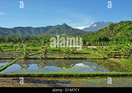 Indonesien, Bali, Padang Bai, typische Reis Feld Landschaft mit Mt Gunung Agung auf Rückseite Stockfoto