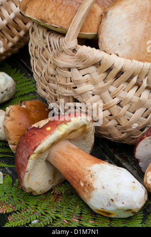 Erntefrischen Steinpilzen Stockfoto